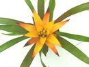 Guzmania Lingulata